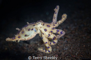 Blue ring octopus, mid water swimming. by Terry Steeley 